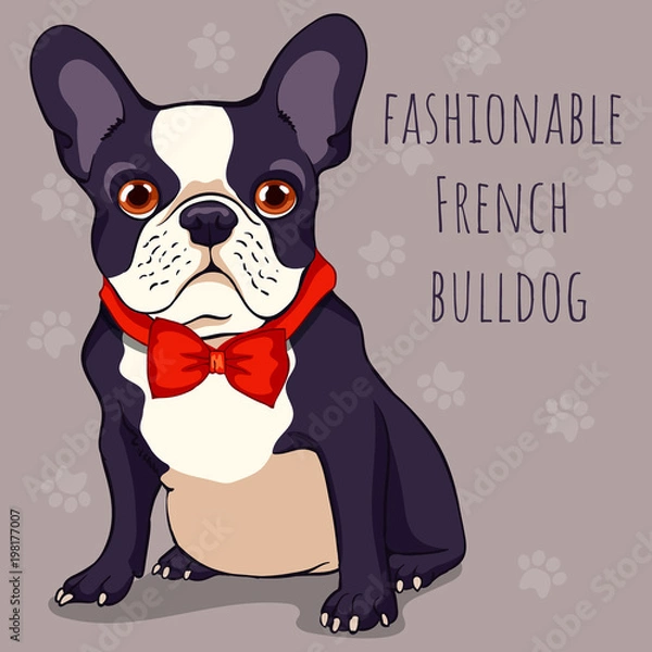 Obraz fashionable cute French bulldog with a black and white color of wool in red bow tie. Cartoon character. Vector illustration.