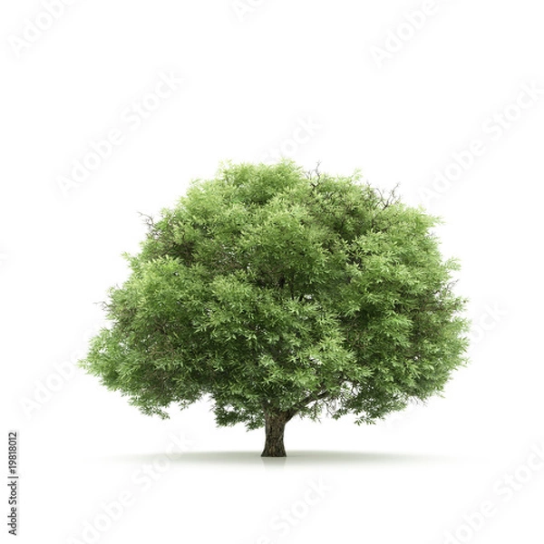 Obraz Tree isolated on a white background