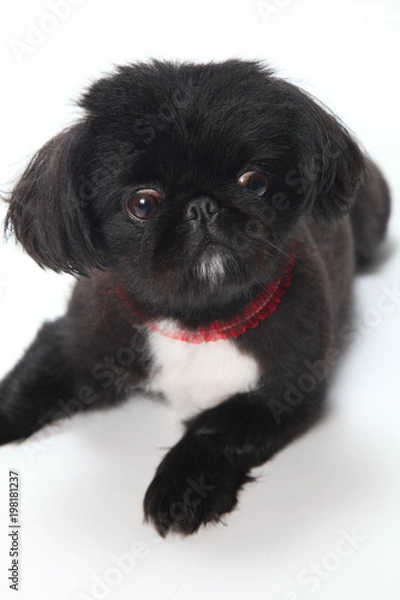 Obraz ペキニーズ