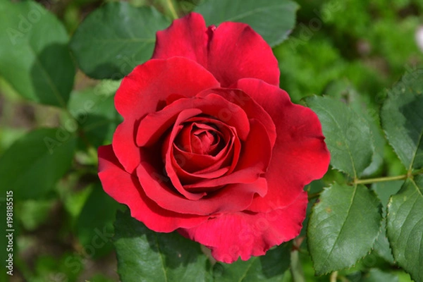 Fototapeta Роза красная садовая ремонтантная