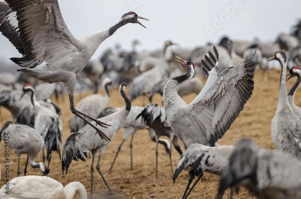 Obraz Common Cranes (Grus grus) dancing at Lake Hornborga, Sweden