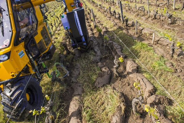 Fototapeta Agricultural machine tractor plowing in a vineyard between the rows at spring, France