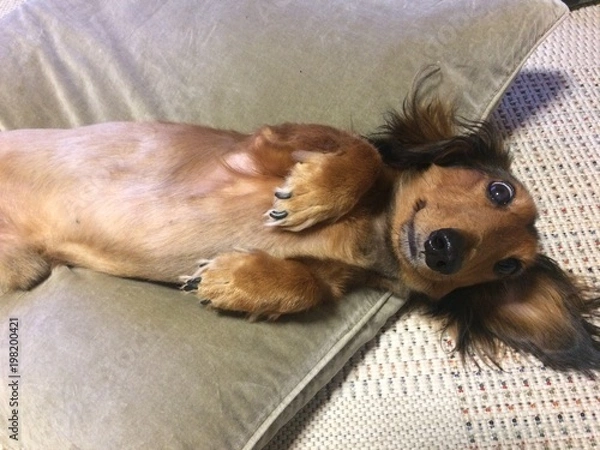 Obraz ミニチュアダックス ペット 安心 仰向け 