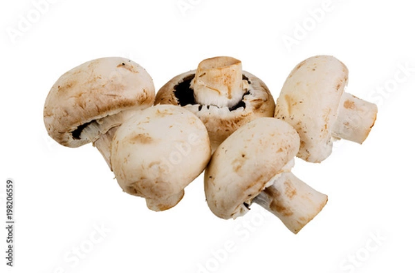 Obraz close-up group of five mushrooms Champignons