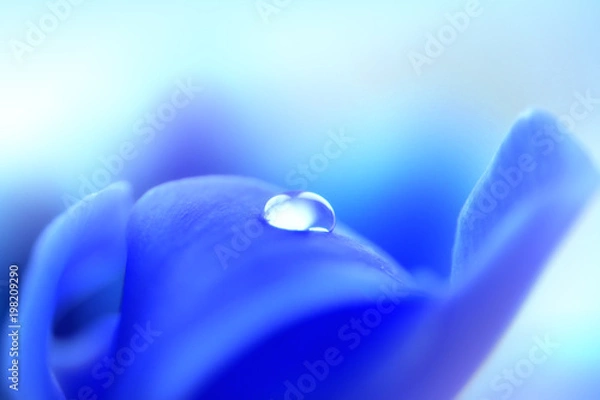 Fototapeta Water drop on a flower blue petal