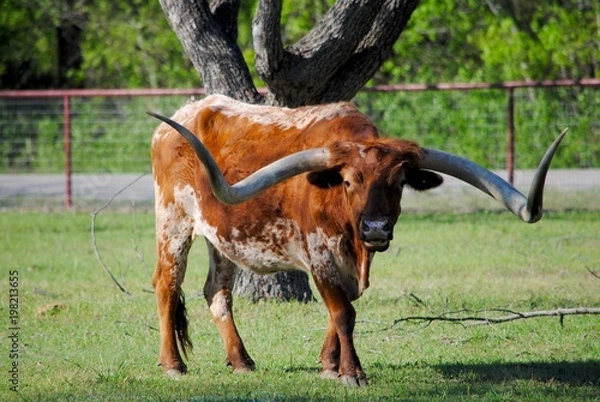 Obraz Longhorn
