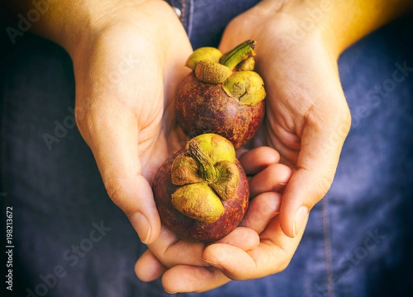 Obraz Two mangosteens in woman hands.