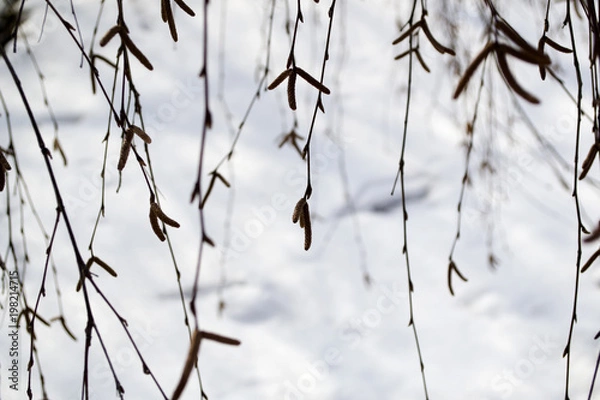 Fototapeta Branches of tree macro. Nature pattern.