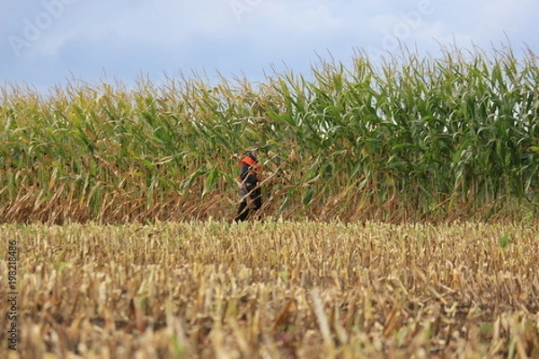 Obraz Jäger im Maisfeld