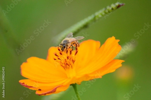 Obraz Flores e abelhas