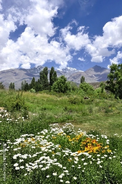 Obraz Vertical valley landscape of Mendoza with mountains and clouds in the background and flowers and plants in the foreground