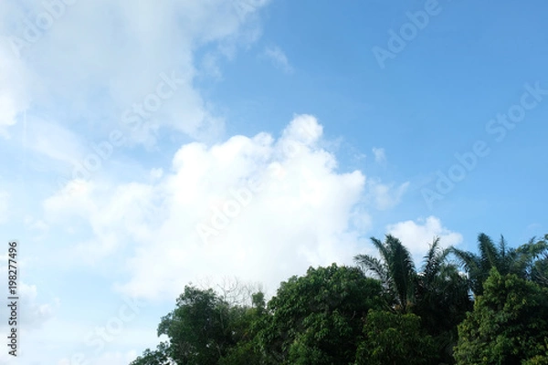 Fototapeta sky scenery in the evening with tree frames