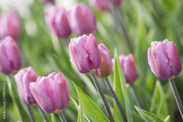 Obraz Pink tulips