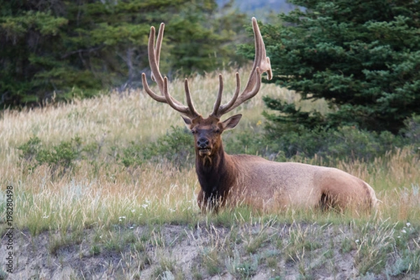 Fototapeta bull elk with magnificent rack, resting amongst the wild grass in Jasper national park, Alberta, Canada.