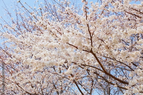 Fototapeta 桜（ソメイヨシノ）