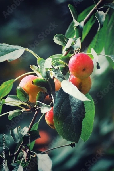 Fototapeta first apples