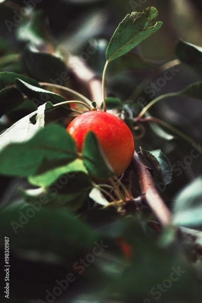 Fototapeta first apples