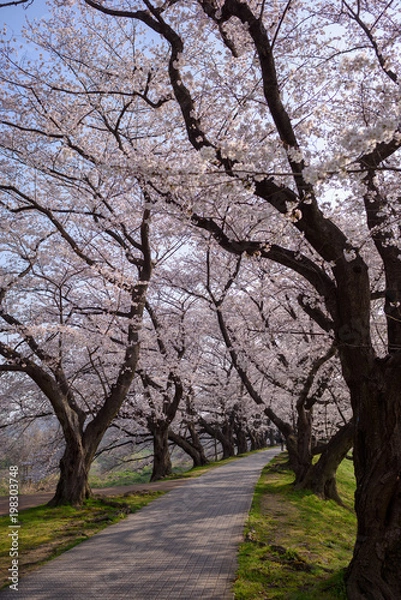 Fototapeta 京都八幡　淀川背割り堤