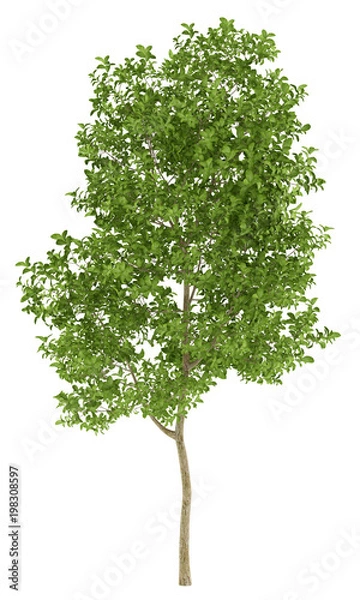 Obraz jabłoni izolowane na białym tle