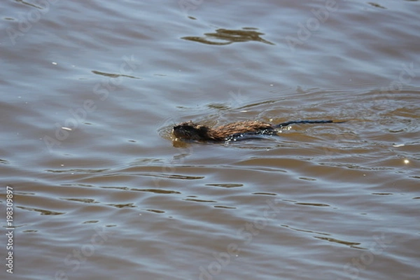 Obraz Die Wasserratte