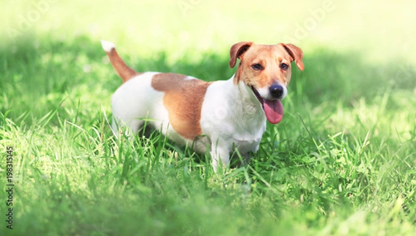 Fototapeta Jack Russell Terrier dog on the spring grass on a sunny day