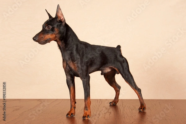 Fototapeta Miniature Pinscher in a strained position