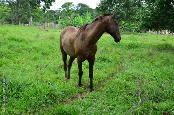 Fototapeta CAVALO