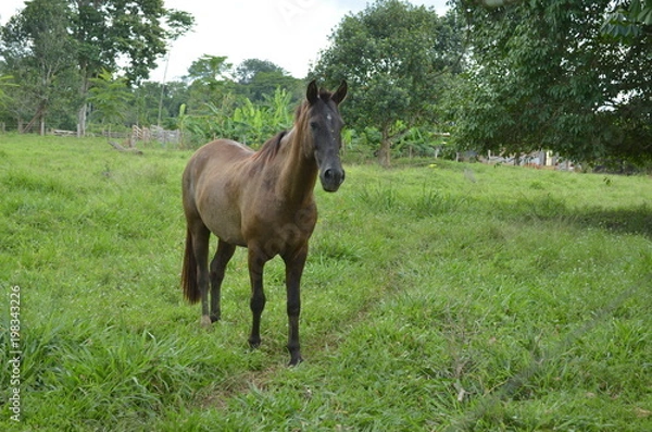 Fototapeta CAVALO