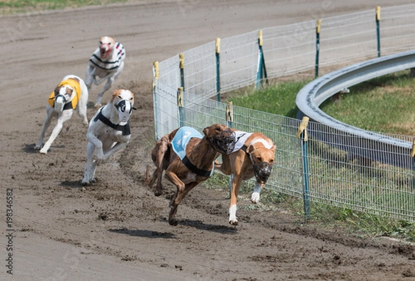 Obraz Greyhounds at racing