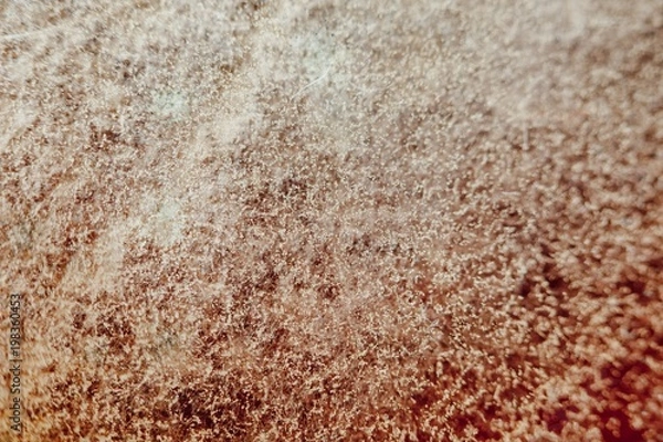 Obraz natural mold texture, abstract background