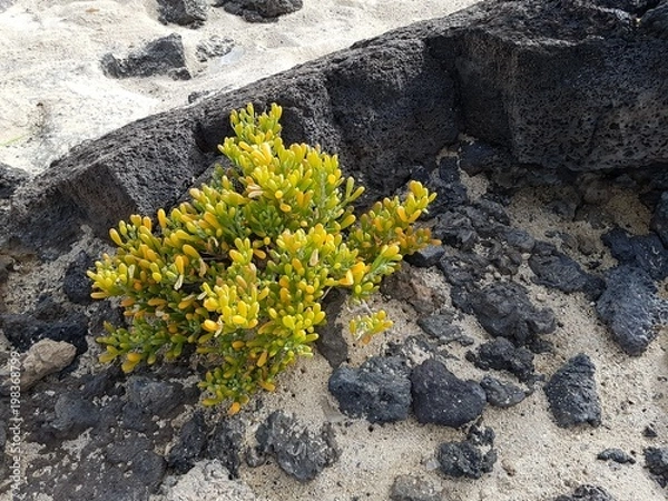 Fototapeta Paysage des iles