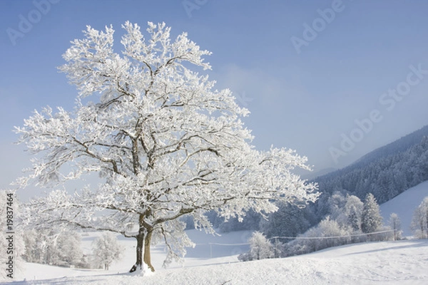 Obraz grosser baum im winter