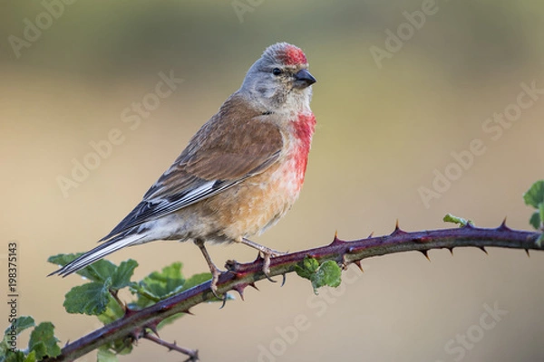 Obraz A Linnet, or common Linnet, (Linaria cannabina), male, perched on a branch on light brown background