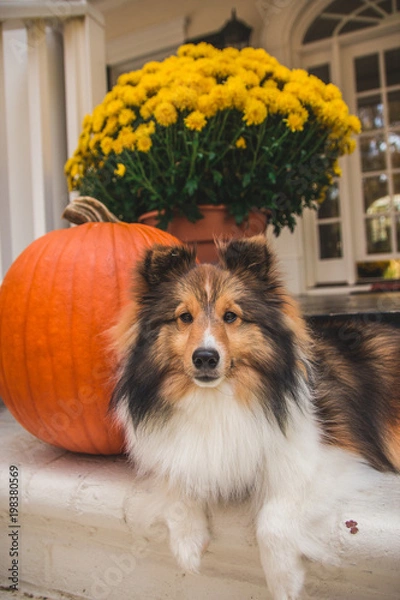Fototapeta Pumpkin Patch