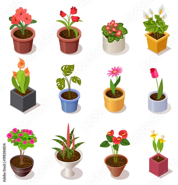 Fototapeta Kolorowe kwiaty izometryczne w kolekcji doniczek ceramicznych na białym tle. Roślina doniczkowa 3D do dekoracji wnętrz domu, ilustracji wektorowych