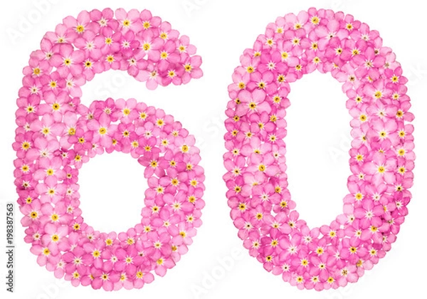 Fototapeta Arabic numeral 60, sixty, from pink forget-me-not flowers, isolated on white background
