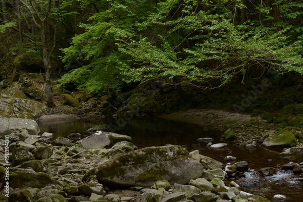 Fototapeta 赤目四十八滝の新緑