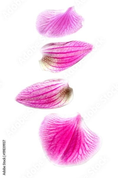 Fototapeta Płatki kwiatu orchidei