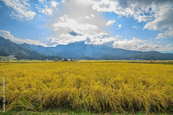 Obraz 秋の南魚沼の田園の景色