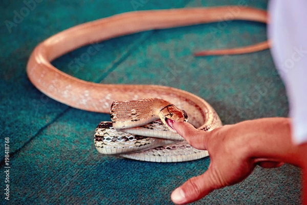 Obraz Venomous snake bites man's finger. Show with snakes.