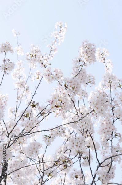 Fototapeta 満開の桜