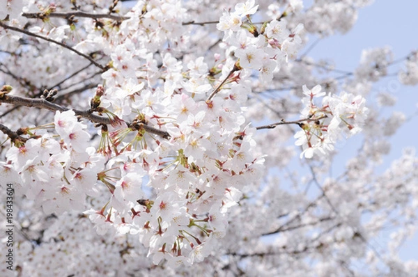 Fototapeta 満開の桜