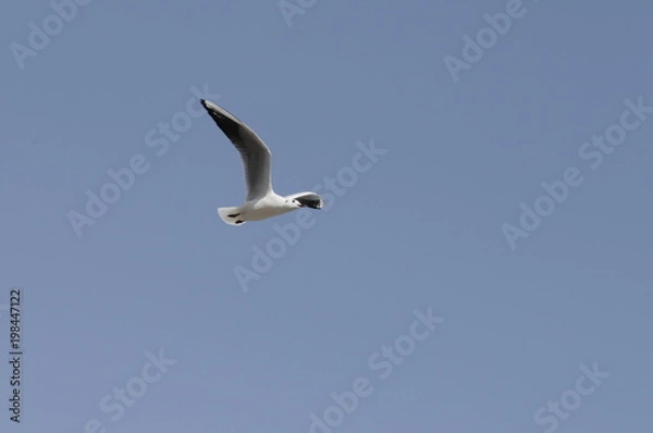 Fototapeta 大空のカモメ