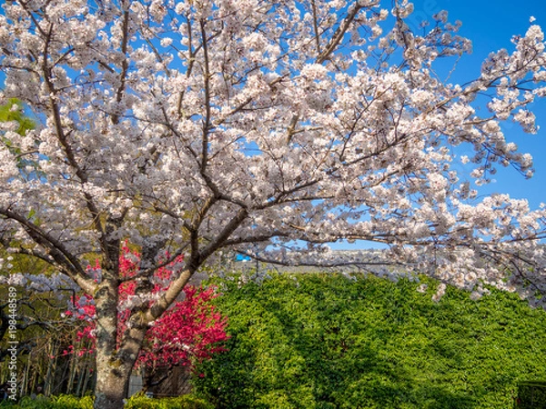 Obraz 伊豆修禅寺温泉街の桜