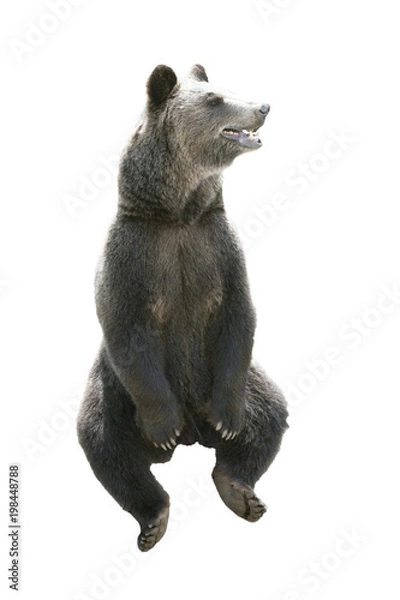 Obraz Big brown bear isolated on white background