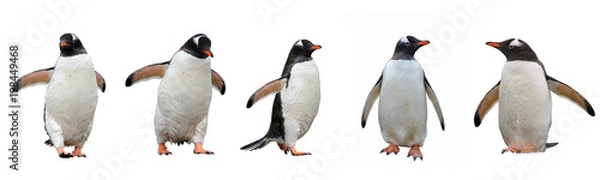 Obraz Pingwiny białobrewe na białym tle