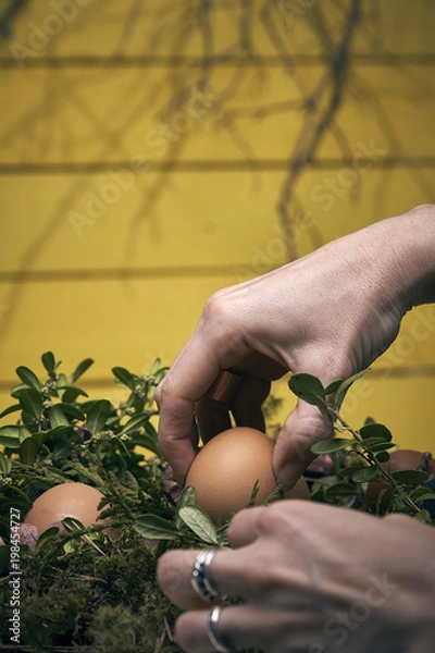 Obraz Eastern egg composition, moss, wood natural