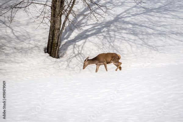 Obraz female deer walking in the snow on winter in a park