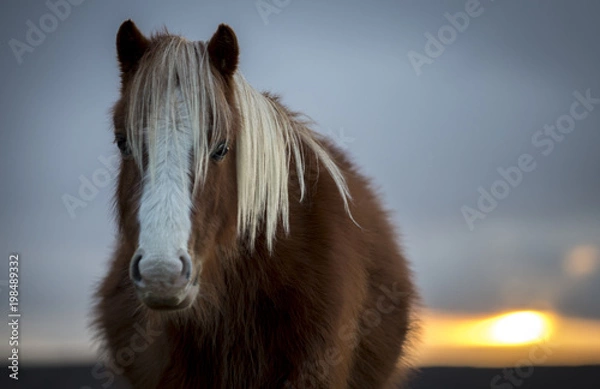Fototapeta Sunset Pony 4