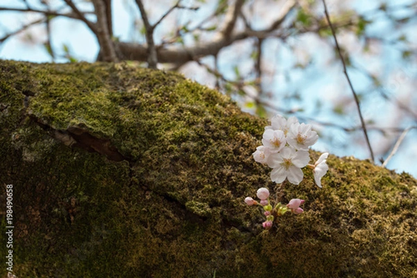 Fototapeta 桜の花